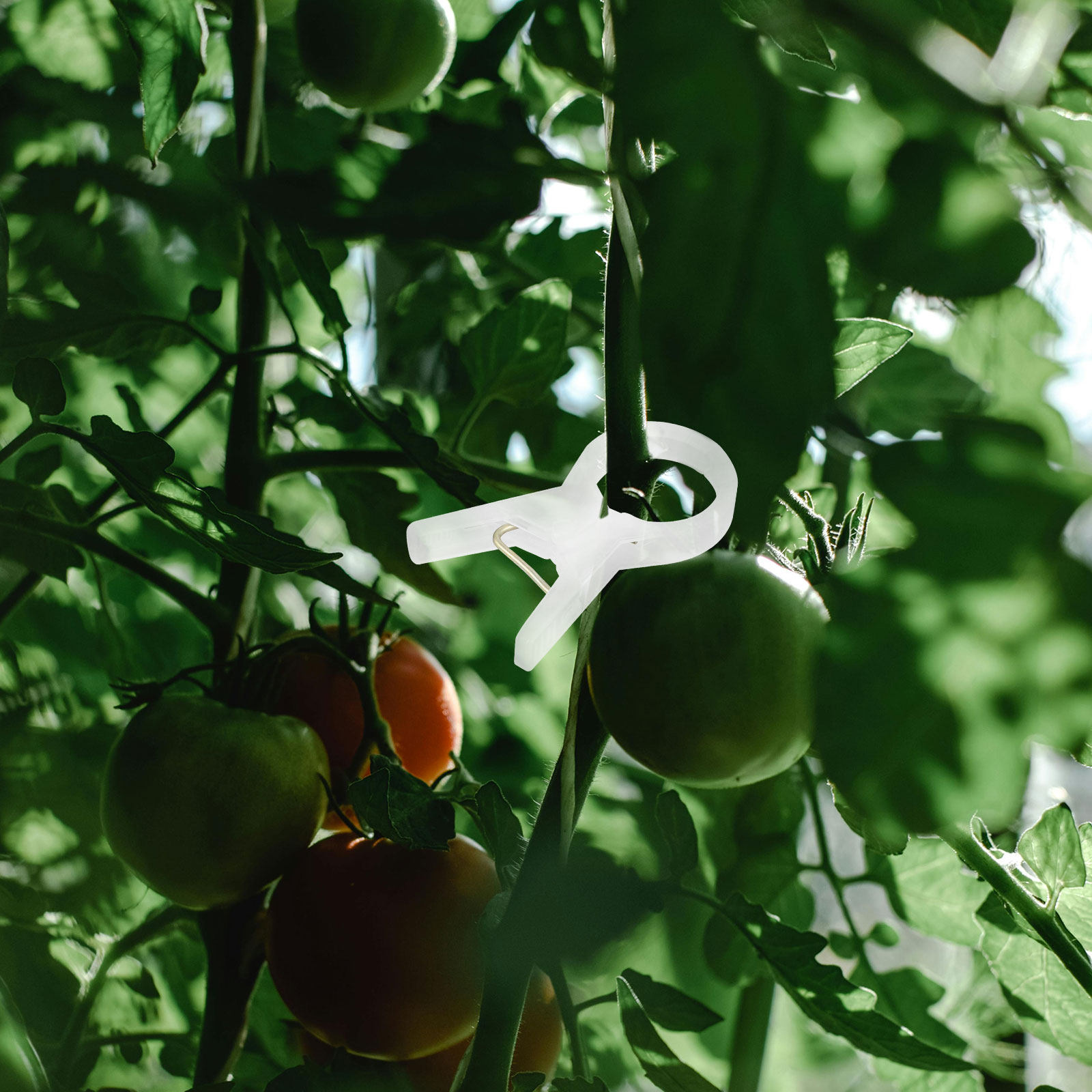 100 sztuk plastikowych klipsów – Vine Climbing Plastic recenzja i cena